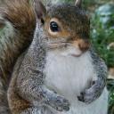 Squirrel's avatar