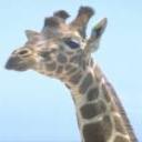 giraffe's avatar