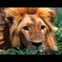 kiki le lion's avatar