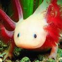 Axolotl's avatar