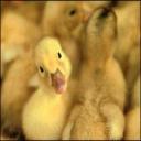 Duckling's avatar