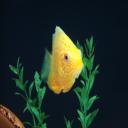 Severum Steve's avatar