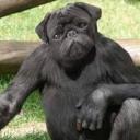 Pugmonkey's avatar