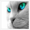 CoolCat's avatar