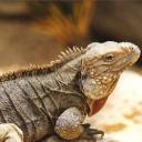 iguana's avatar