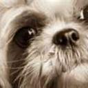 Shih Tzu's avatar