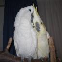 cacatua's avatar