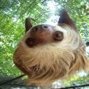 five toed sloth's avatar