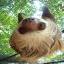 five toed sloth's avatar