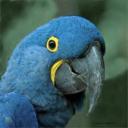 Macaw's avatar