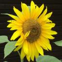 Sunflower's avatar