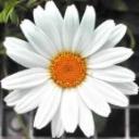 Daisy.'s avatar