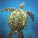 SeaTurtle's avatar