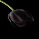 Tulip hitam's avatar