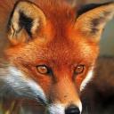 Red Fox's avatar