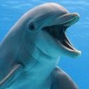 Just a Dolphin's avatar