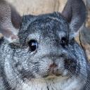 Chinchilla's avatar