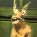 Hartley Hare Pipkins's avatar