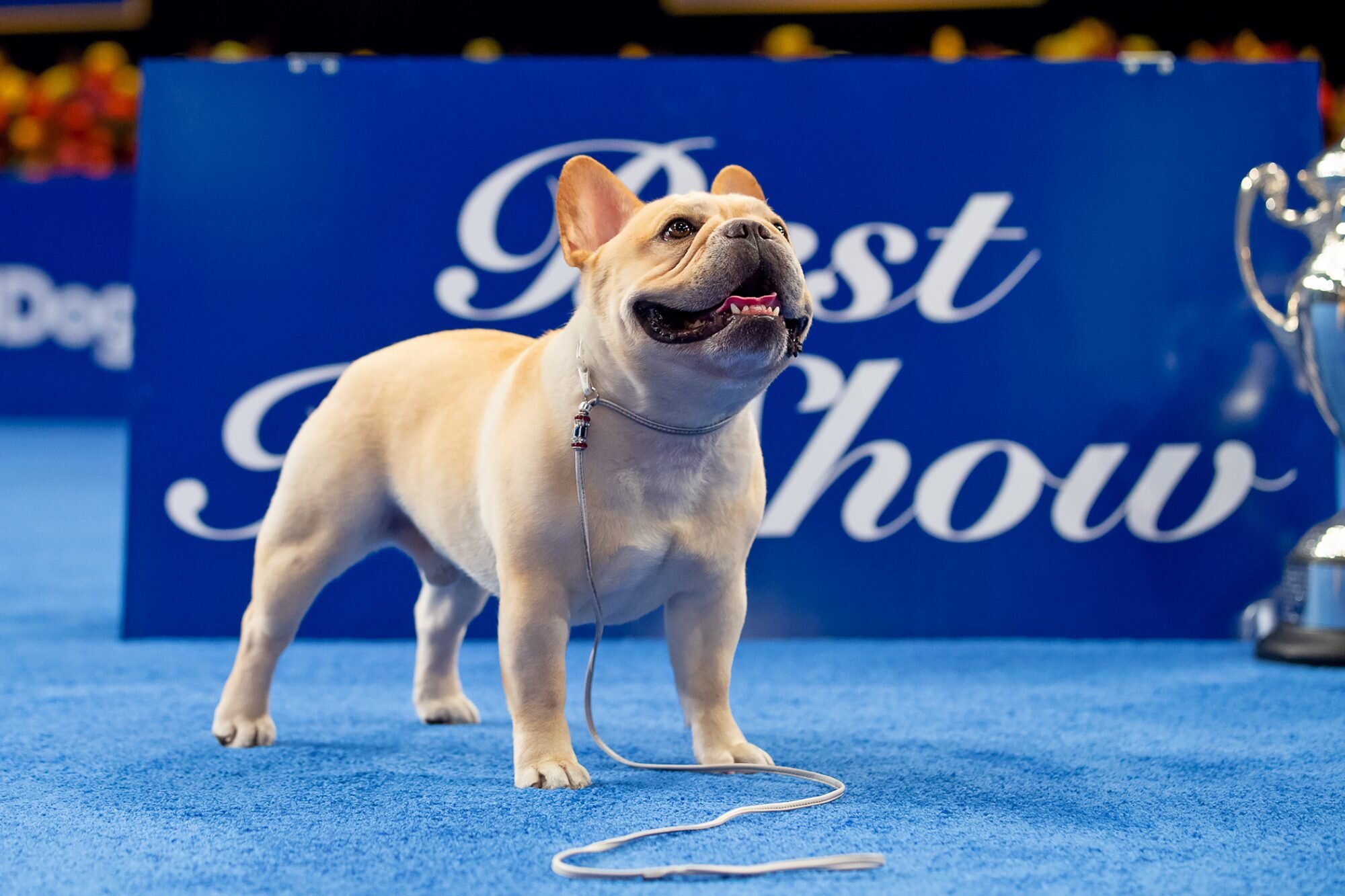 National Dog Show 2022 Winston the Topranked French Bulldog Wins Best