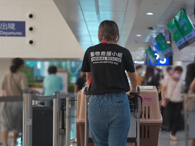 台灣動物緊急救援小組於國內外慎選認養家庭，讓接受率低的毛孩能透過跨海認養找到溫暖新家。