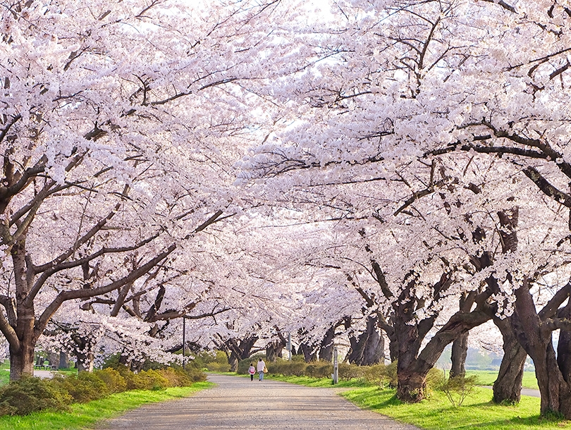 靜岡縣河津櫻