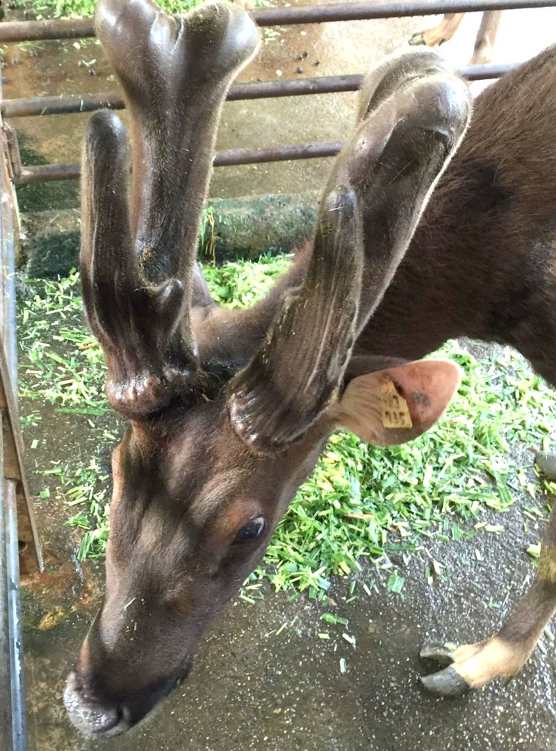 水鹿，由達昌養鹿場提供