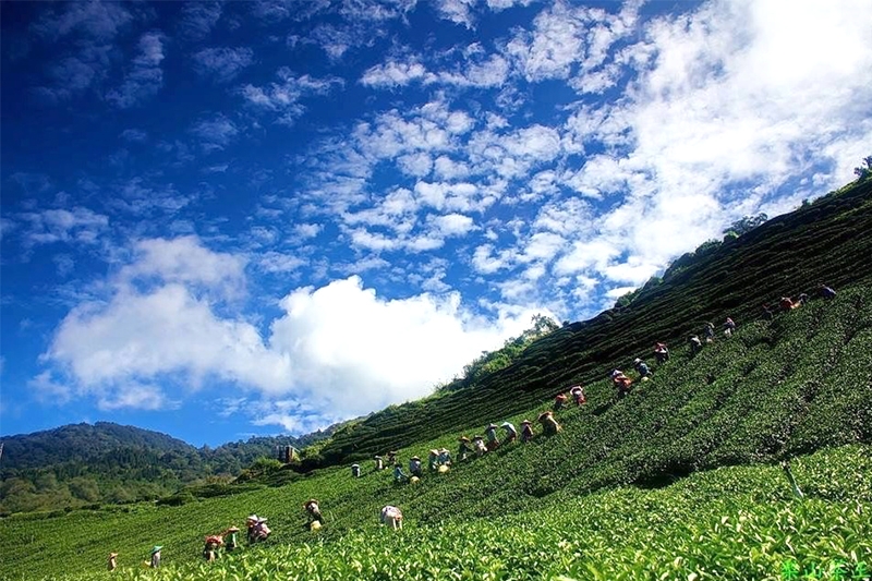 福壽山天池「梨山茶王」茶園，圖片由梨山茶王提供