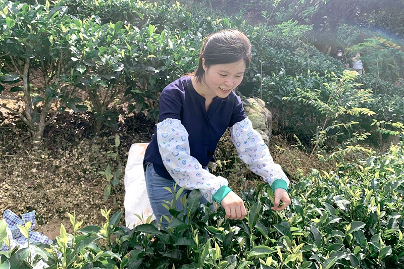 茶源茗茶提供