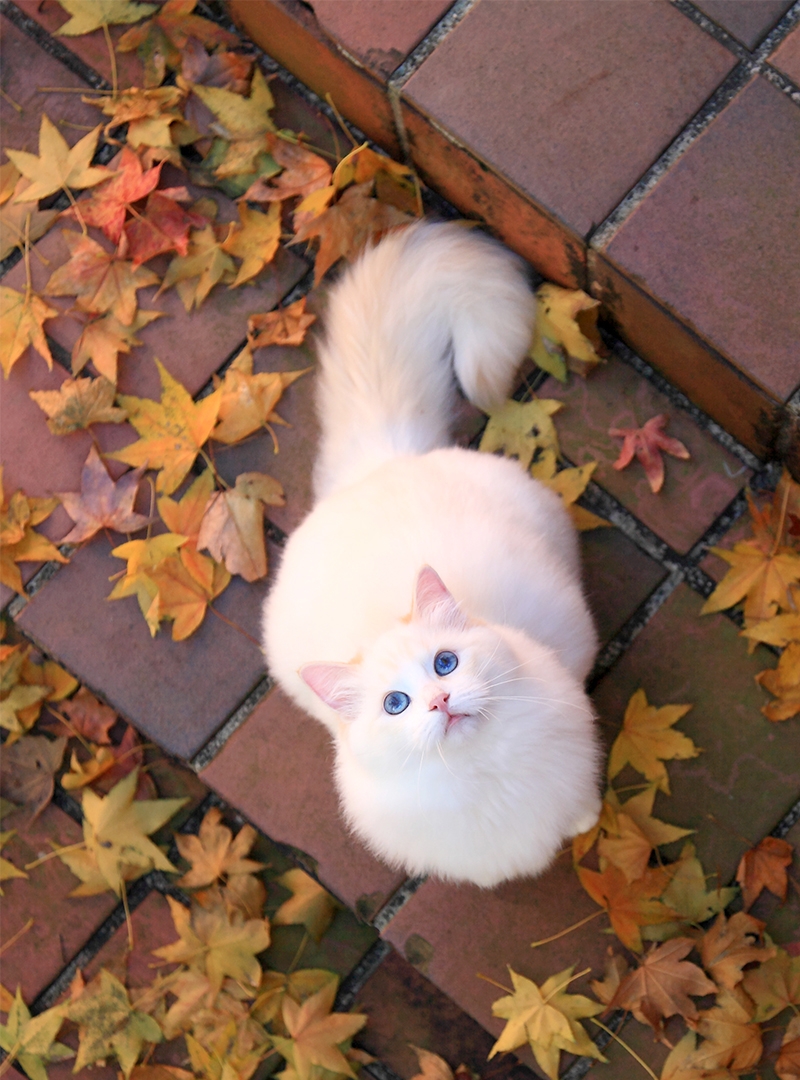 奶油山貓雙色～可愛布偶與楓葉，由夢幻布偶貓舍提供