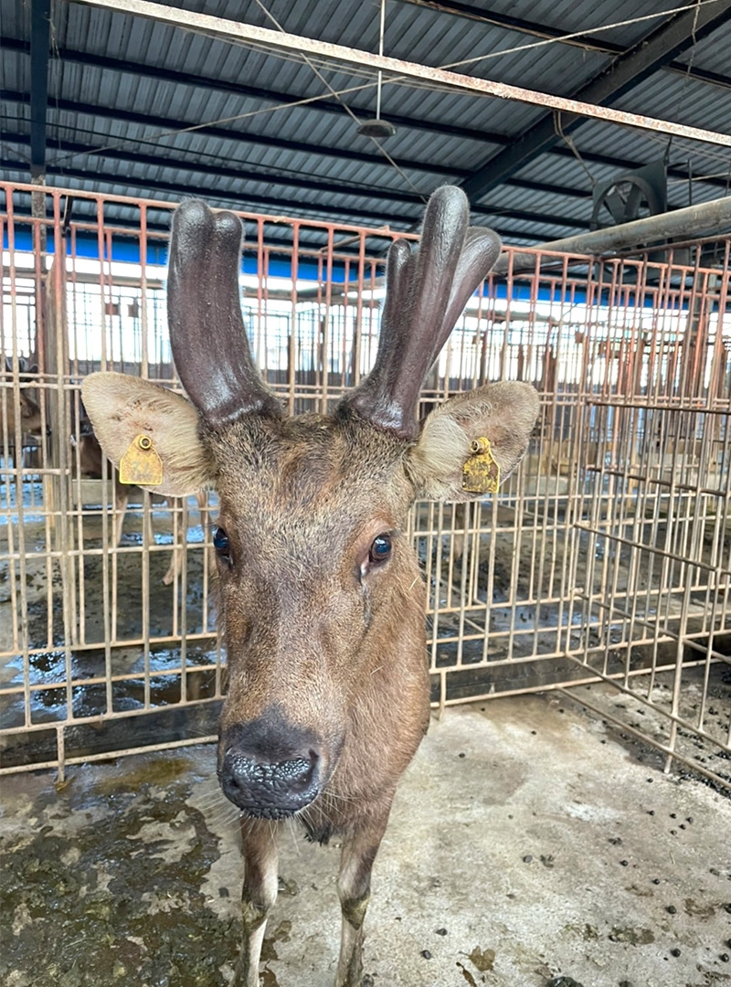 圖片由福成畜牧養鹿場提供