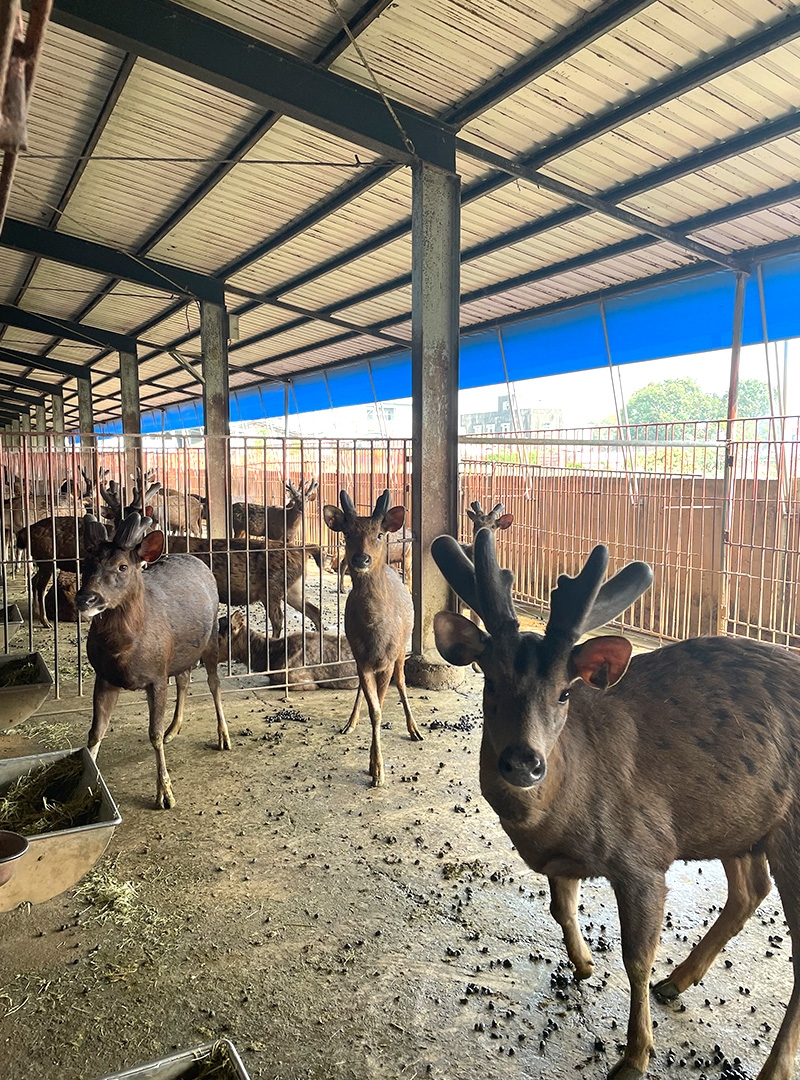 圖片由福成畜牧養鹿場提供