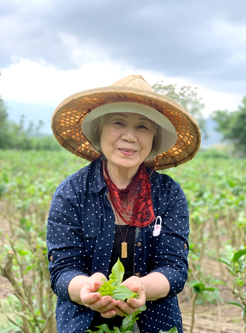 圖片由真心康普茶提供