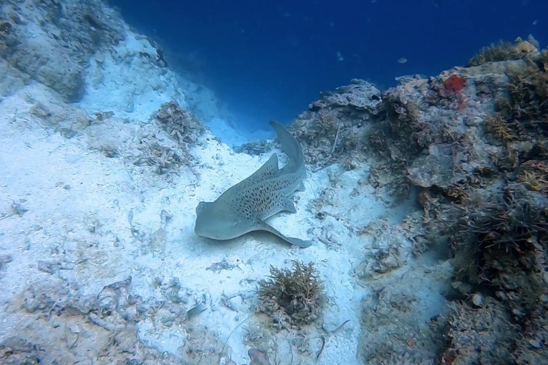 圖2：帛琉鯊魚城是全球最早的鯊魚保護區，擁有豐富的海洋環境，包含了各種鯊魚物種如珊瑚礁鯊魚等。（照片來源：黑潮潛水訓練中心）