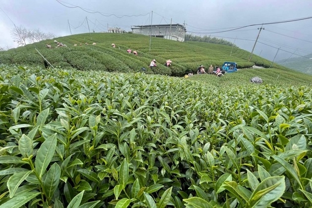 圖：裕展茗茶提供