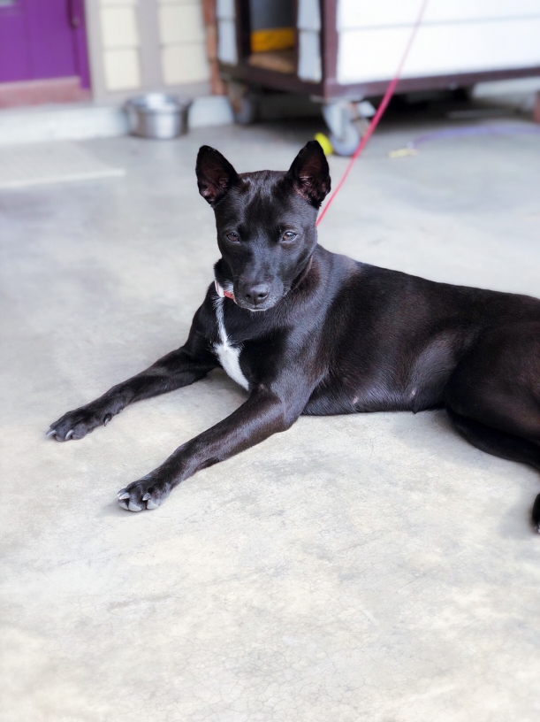 日曜犬舍布農原生種台灣土狗 南投縣