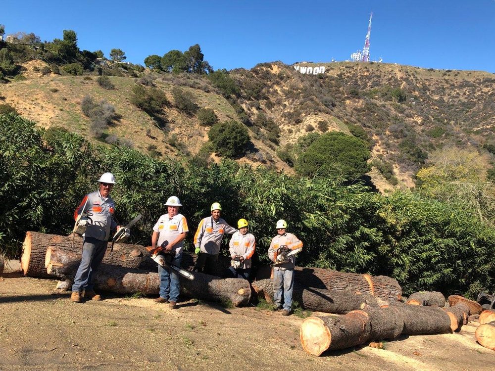 Ace Tree Service in Sylmar | Ace Tree Service 13405 Borden ...