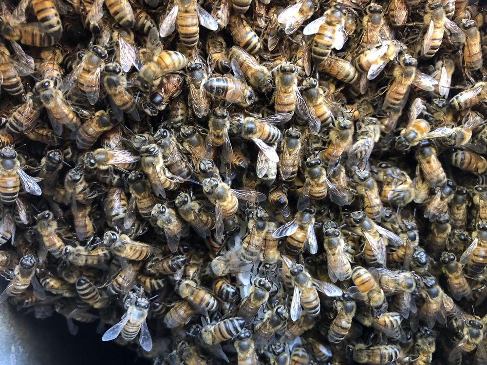 Queen Bee Removal Services in Santa Monica | Queen Bee ...