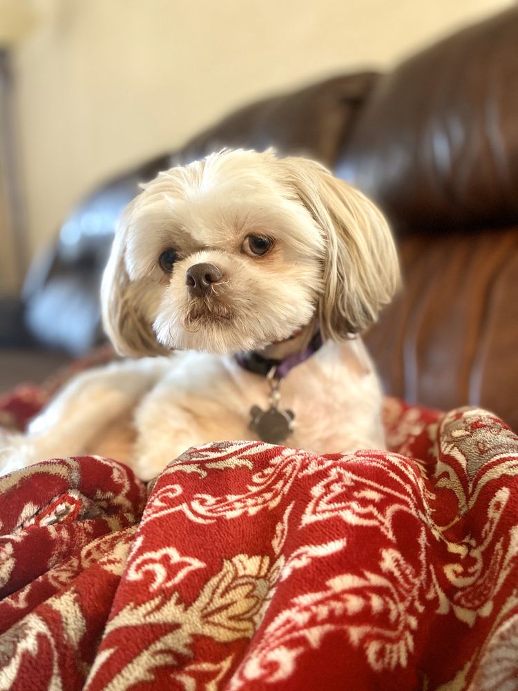 Fancy Dog Mobile Pet Grooming in San Antonio | Fancy Dog ...