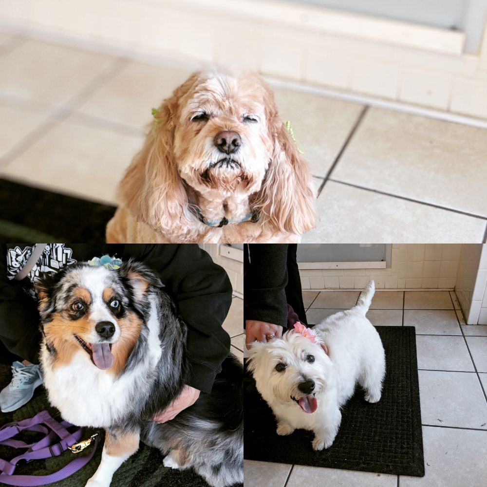 Absolutely Pawfect Pet Styling in Palos Hills Absolutely Pawfect Pet