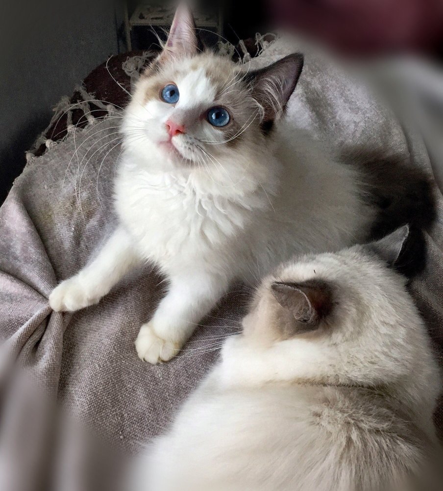 Vanillabelle Ragdoll Cats & Kittens in Clark Mills ...