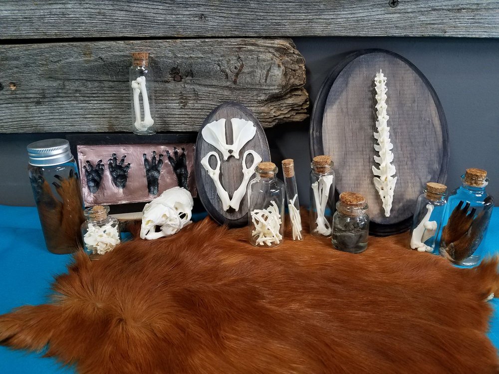 Twisted Hollow Taxidermy in Arlington Twisted Hollow Taxidermy 2207