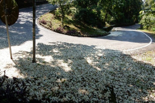 桐花季雪白紛飛，尤其是桃園、新竹、苗栗一帶的客家庄最為美麗 (圖片來源／客家桐花祭-客委會)