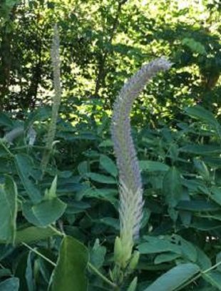 假日來藥用植物園 看台灣人蔘特殊花形