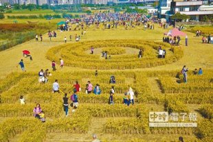 竹東地區農會舉辦的稻田迷宮活動，吸引不少家長帶著孩子一同體驗「闖關」。（莊旻靜攝）