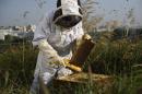 Miel: des apiculteurs en route pour un don d'essaims en Ariège