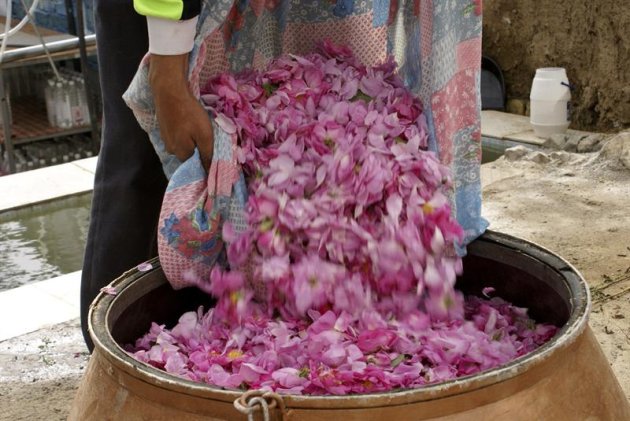 GRA012 GHAMSAR (IRÁN), 19/05/2014.- Fotografía facilitada por el Ayuntamiento de Ghamsar, un pueblo iraní que vive de las rosas o, al menos, de su destilado y de la elaboración tradicional de agua y esencia de esa flor y que, según sus habitantes, es de las mejores del mundo. EFE **SOLO USO EDITORIAL**