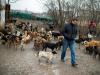 Sasa Pesic, dans son abri pour chiens errants, le 28 janvier 2015 à Nis, 200 km au sud de Belgrade