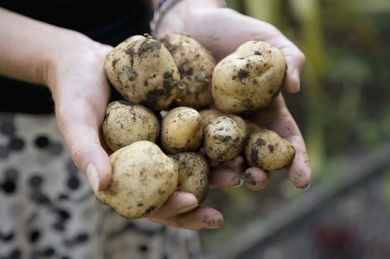 Patatas “verdes”