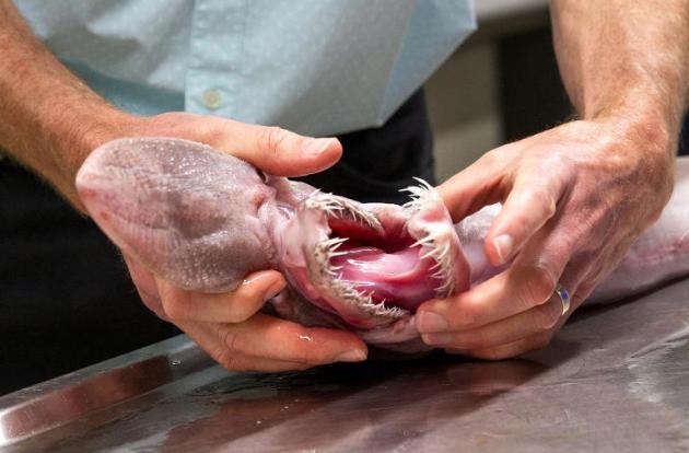 Natural das profundezas, o tubarão-duende tem nariz achatado, corpo rosado e flácido e dentes em forma de pregos