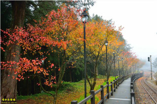 祝山線鐵道楓紅。(圖片提供／漫步在雲端的阿里山黃源明)